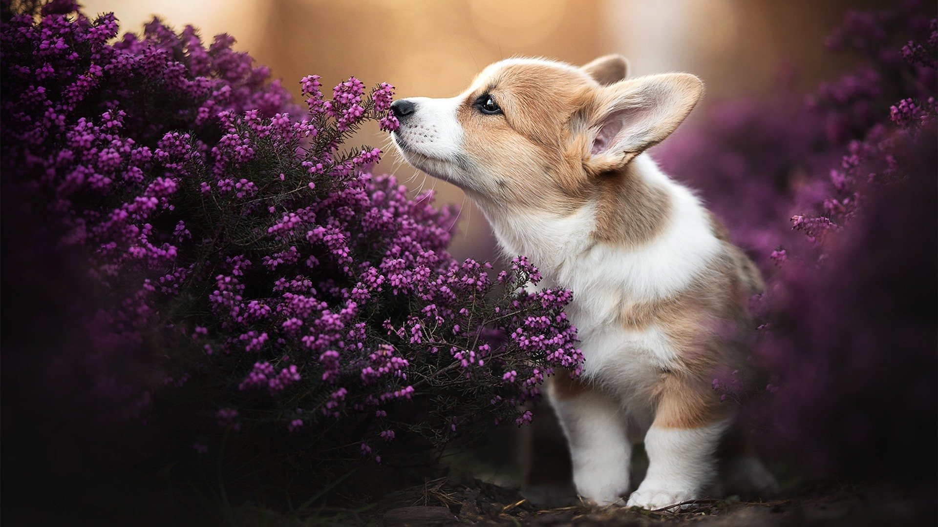 NBA历史上的最强阵容：如果你是主帅会怎么排？，nba历史最强的十支球队