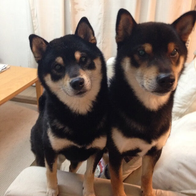 开云下载网址-_儿童投篮挑战赛：培养运动兴趣的入门赛事_，儿童 投篮