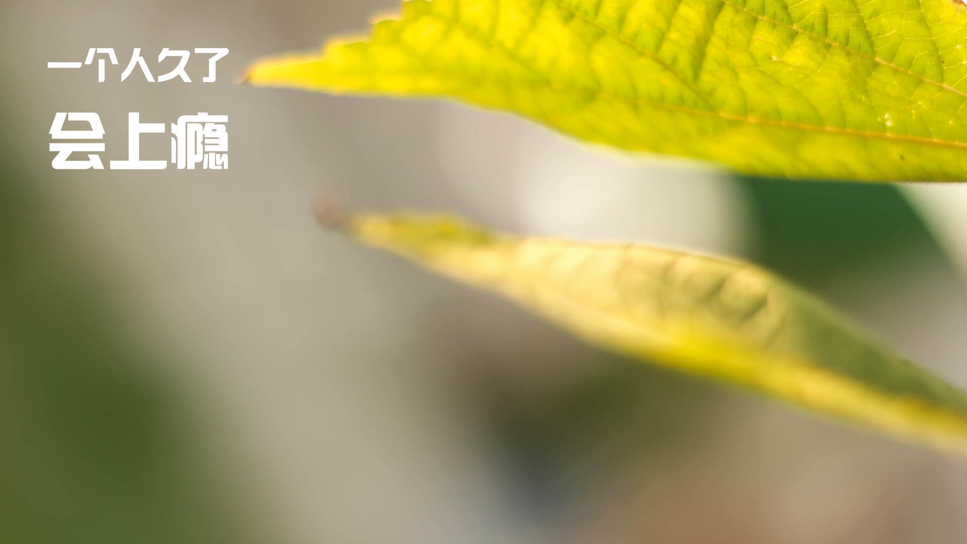 开云体育网址-_星光大道：明星运动员助阵高端私人赛_，星光大道中国明星