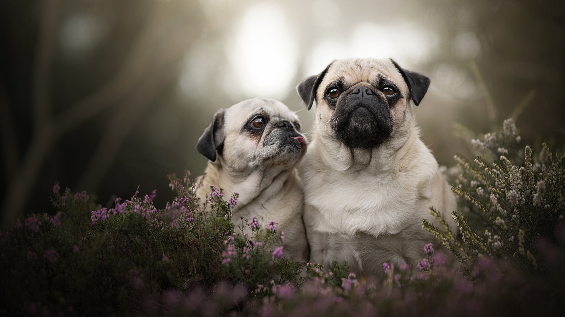 “德甲最后几轮逐渐升温,夺冠仍悬未决”,德甲收官