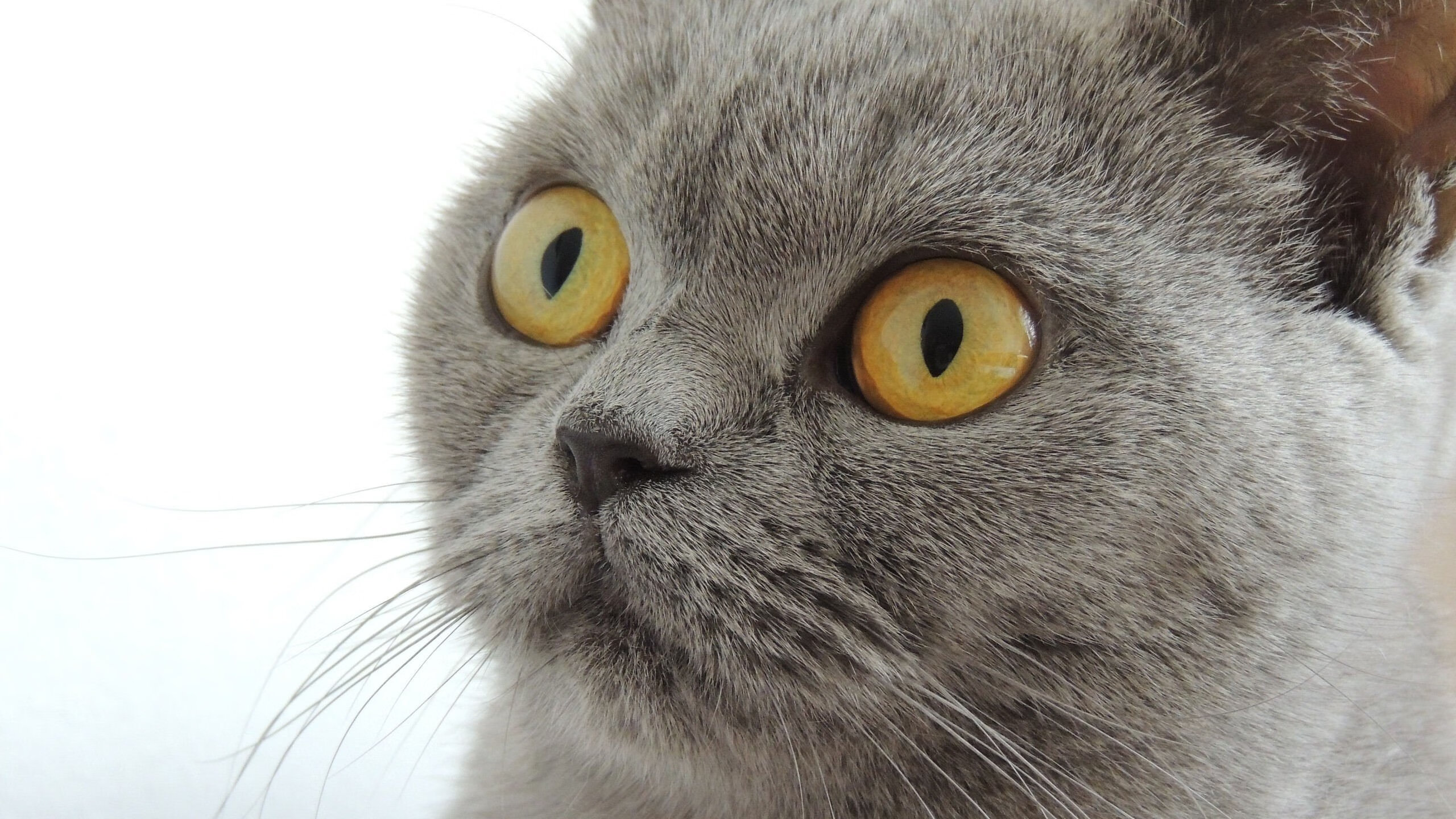 “德甲豪门开足马力,冲击冠军宝座”,德甲土豪球队