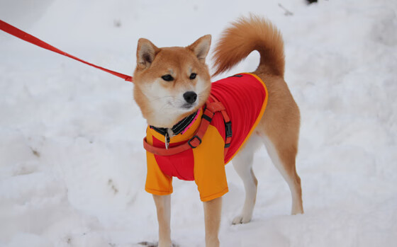 “意甲冲刺圈不断扩大，争夺欧战资格”，意甲抢断榜