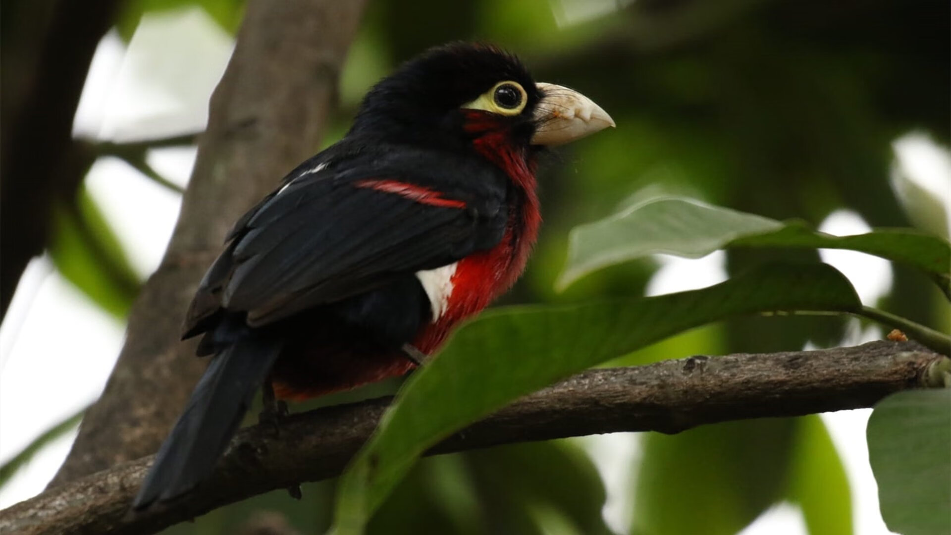 “青少年足球联赛精彩纷呈，吸引众多青少年前来观赛”，青少年足球联赛直播