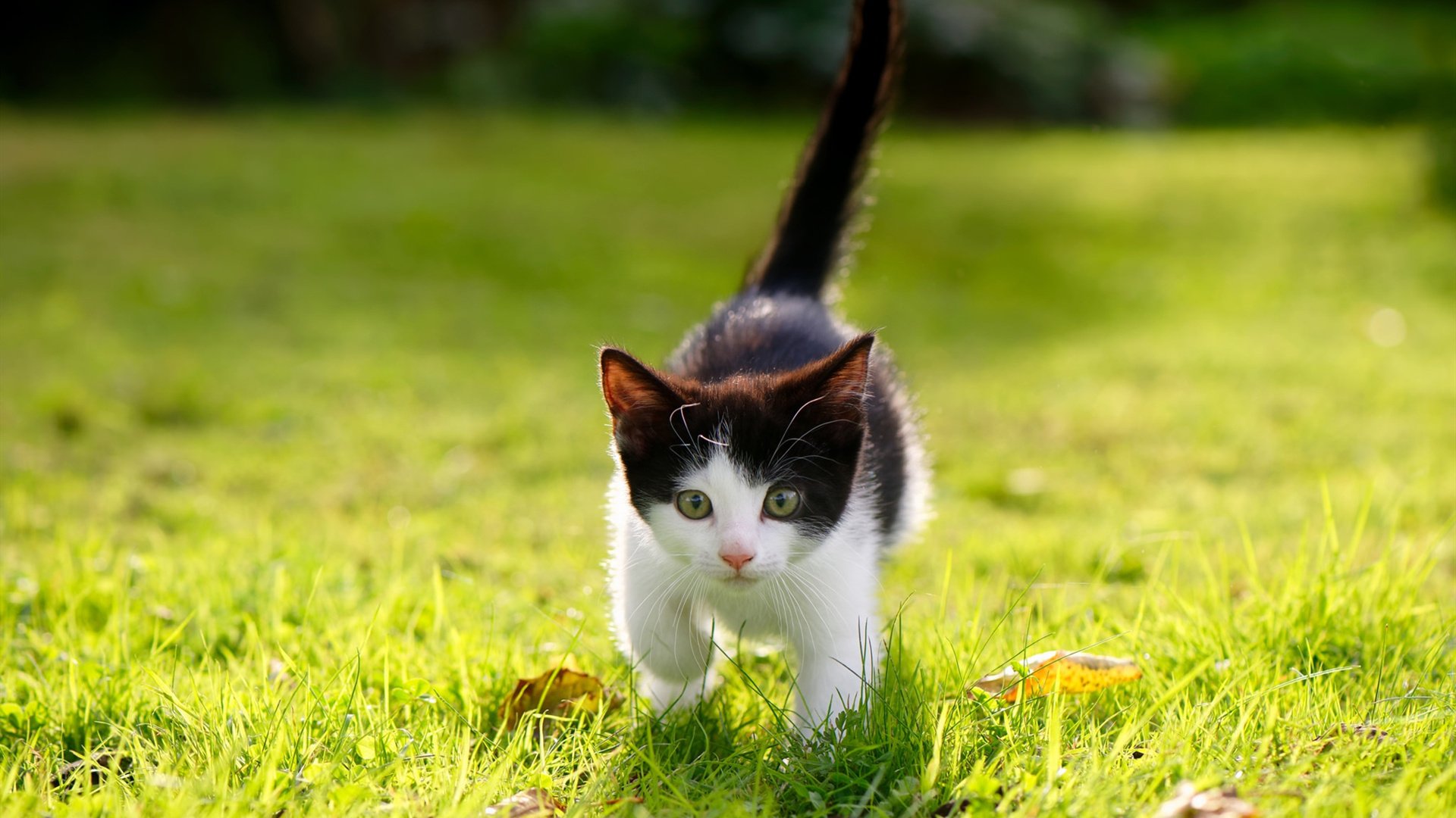 【规则演变】台球新规对运动员战术布局的影响分析,台球规则知乎