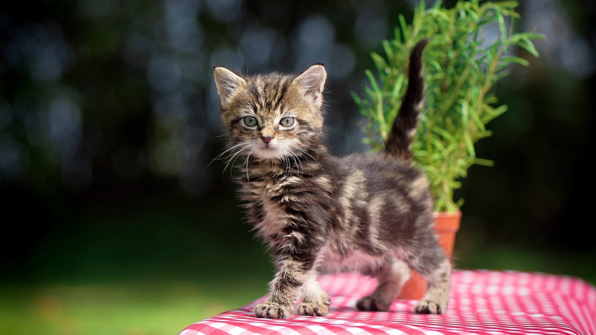 开云体育网址-历史预言：经典战役中的战术未来流行趋势，2021战争预言是真的吗