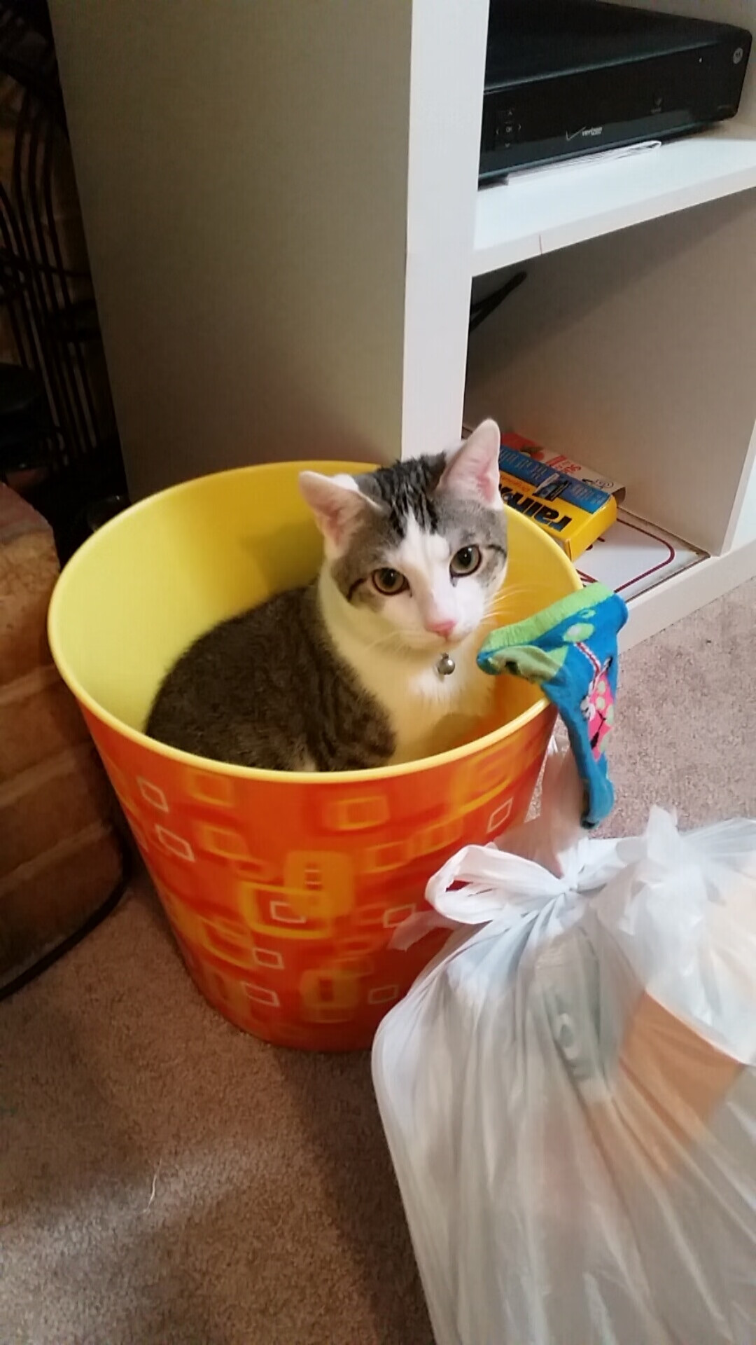 失误频繁：上海队20次失误成为最大败因！，上海队战绩