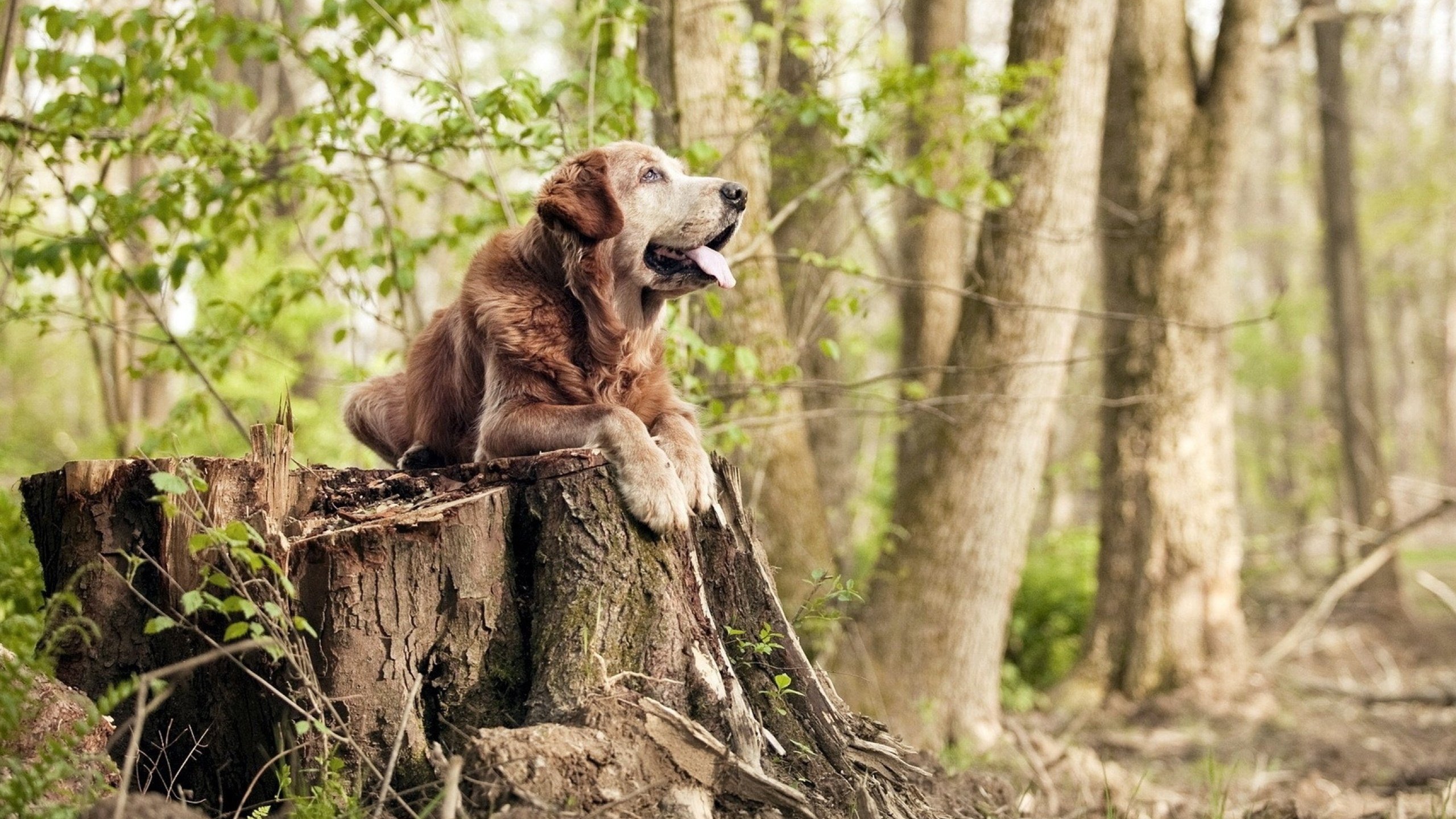 大型海洋深潜探索赛,潜入深海体验奇幻之旅,深海探索潜艇