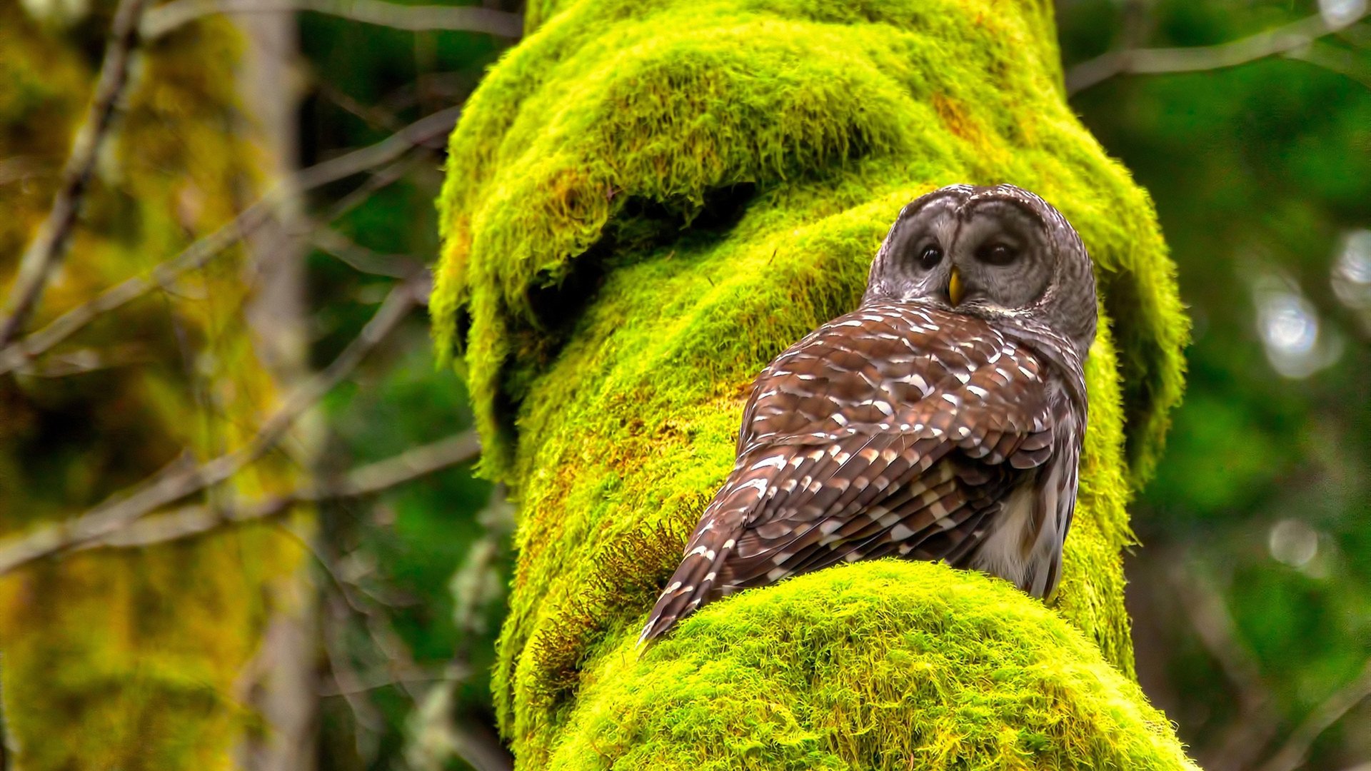 开云品牌-夺冠秘籍：冠军队伍的战术精髓深度剖析，冠军技巧