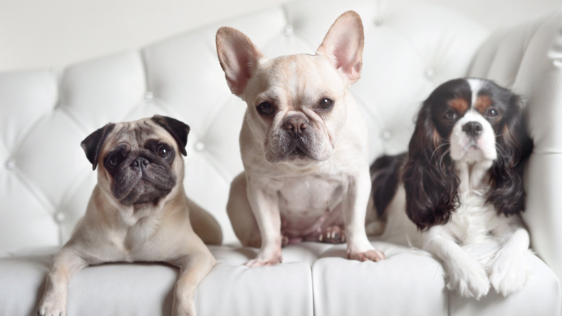 德甲积分榜形势复杂,变化迅速,德甲积分榜20192019-2020