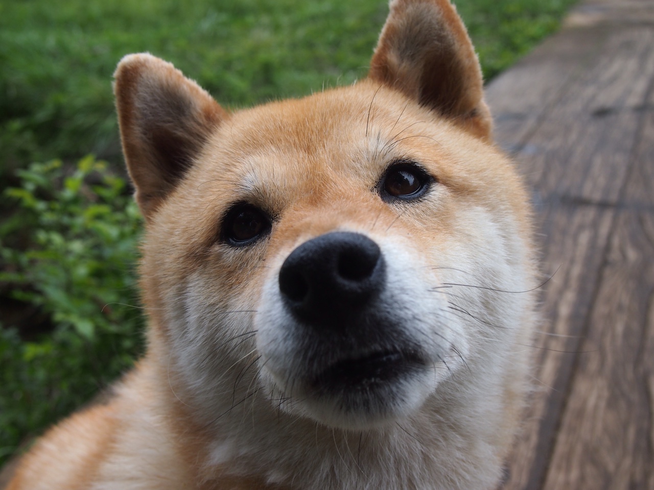 开云中国官网-曼联开启新战术体系，期待赛季大突破，曼联新赛季主力阵容