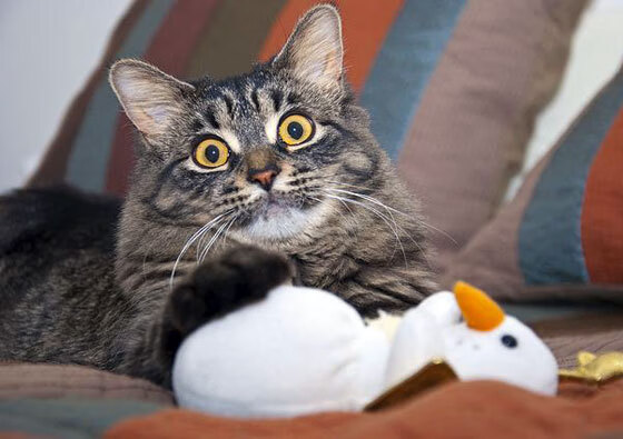 青少年足球专项训练营推动中国足球二次腾飞,青少年足球训练营简介