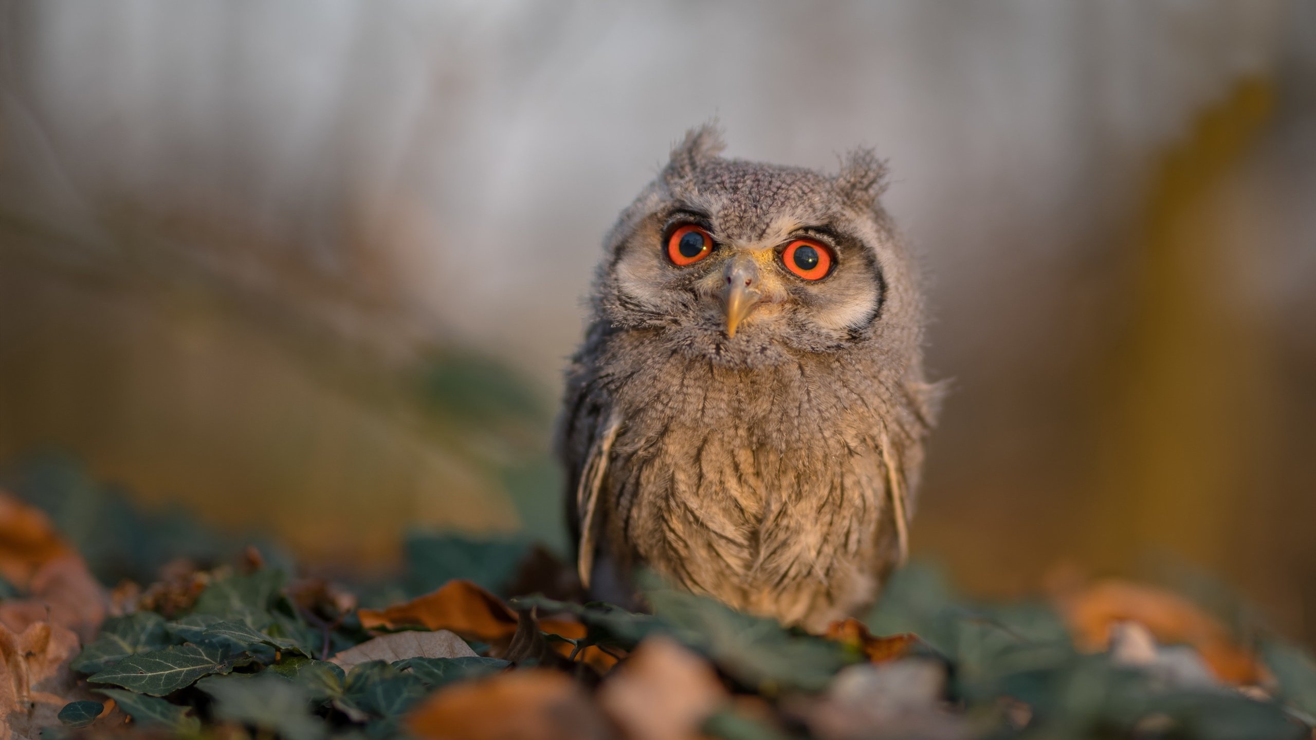 开云体育APP-NBA总决赛东区半决赛 詹皇迎战，nba总决赛半场得分记录