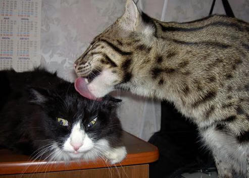 -东契奇连续三场三双状态恐怖，东契奇三双纪录