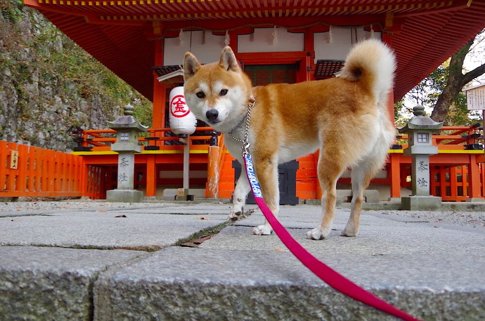 开云-凯撒酋长签约新赞助商，提升品牌影响力，凯撒 csm