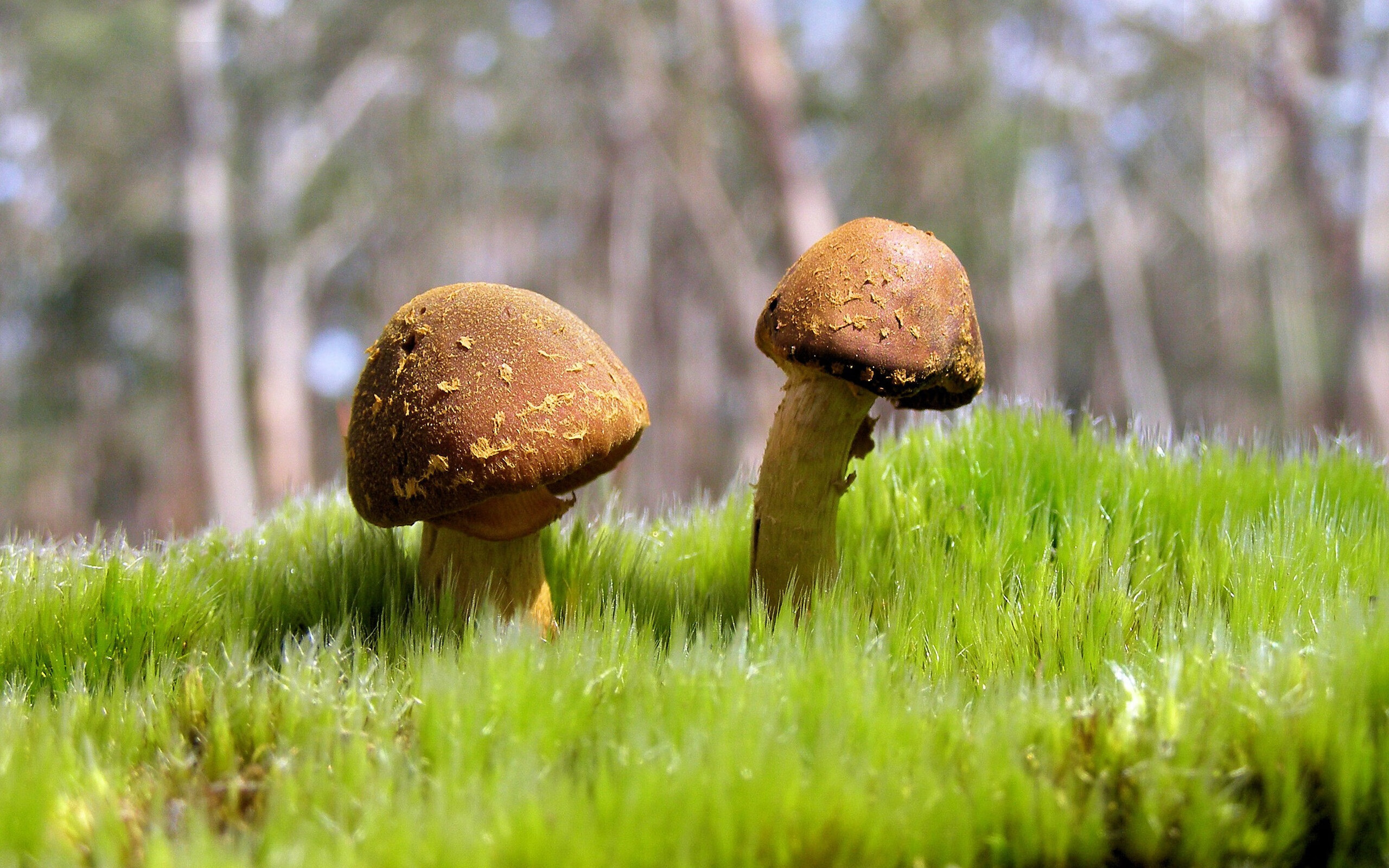 利物浦vs阿贾克斯:红军豪取胜利,利物浦对阿贾克