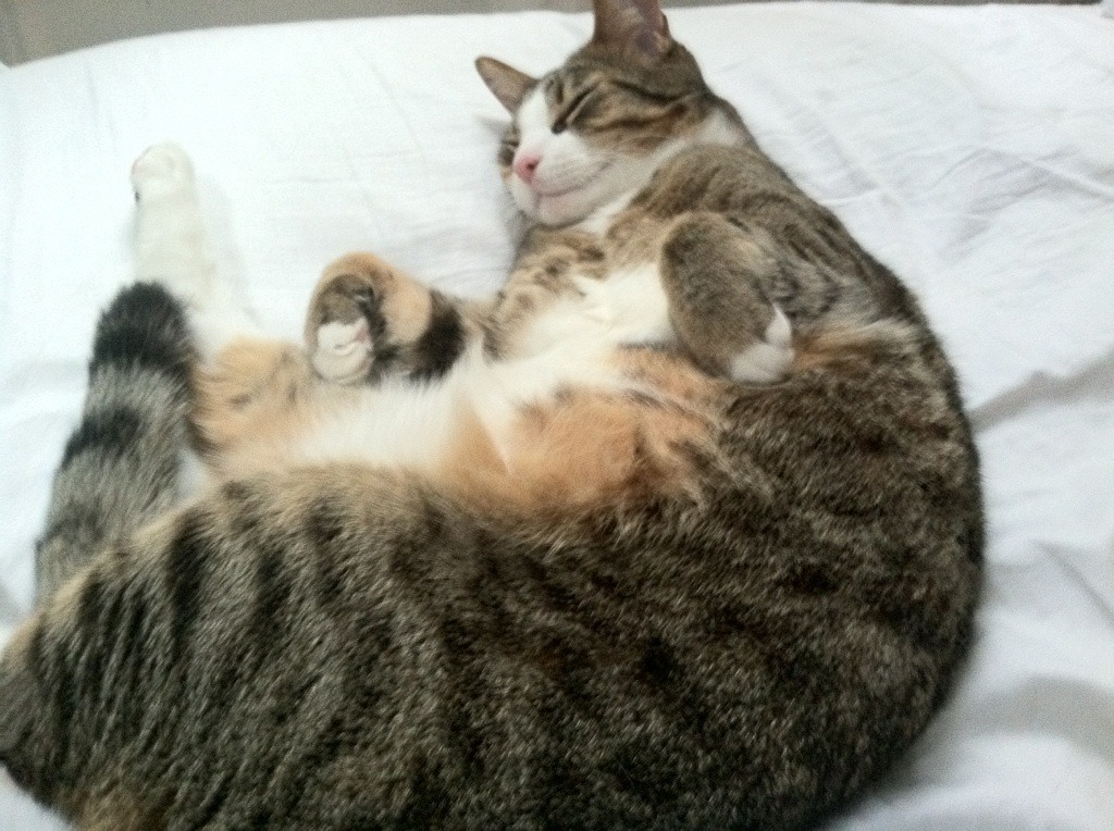 墨西哥队成功晋级中北美金杯决赛,金杯赛决赛 墨西哥大胜美国