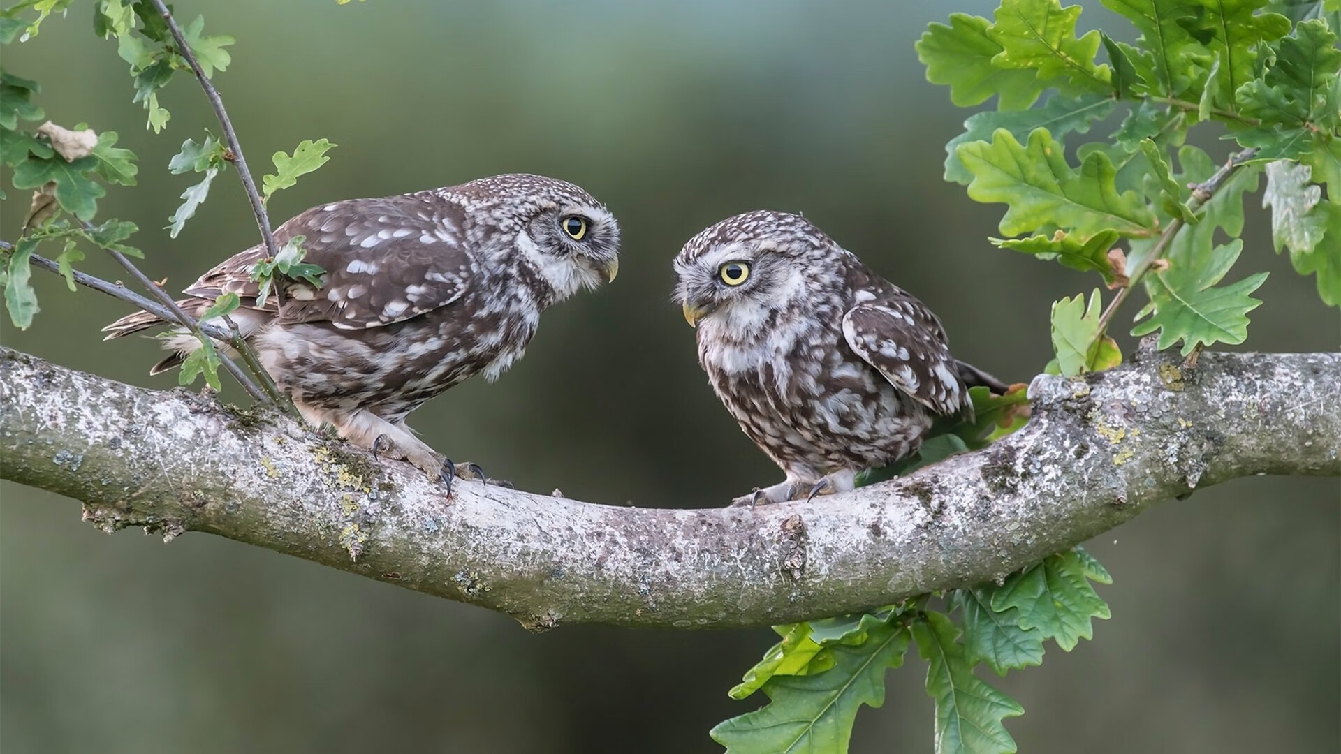 热门球队实力暴露，成为对手击败焦点，最热门的球队