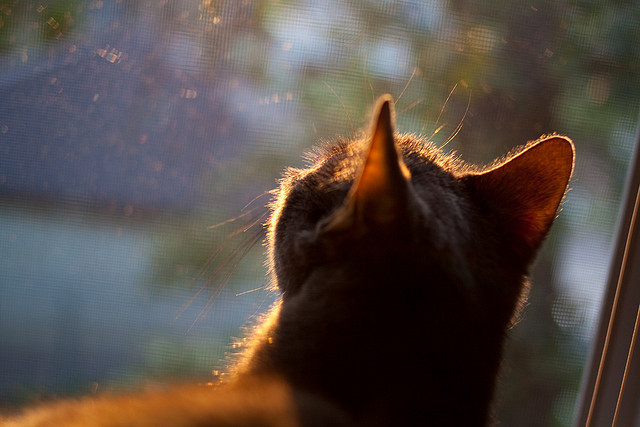 开云下载网址-德甲球场周边经济贡献评估与城市联动价值，德甲球队城市分布