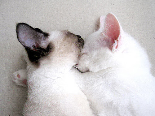 中甲联赛设立专属青训观察日展示梯队培养成果，中甲俱乐部试训招生