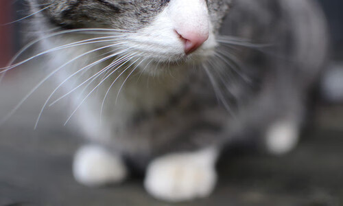 开云体育APP-赞比亚男篮在非洲预赛中奋勇前行，迈进奥运梦想的光明大道，赞比亚足球俱乐部